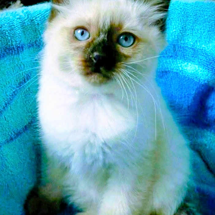 Mandela participe au concours pour gagner de l'argent avec cette photo : kitten, cat, blue_eyes, fluffy, pet, animal, feline, whiskers, sitting, soft, blanket, cute, indoors, fur, young, domestic, portrait, calm, closeup, comfort