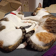 Calypso participe au concours pour gagner de l'argent avec cette photo : cats, felines, two_cats, sleeping, sleepy, cuddling, relaxed, calico, tabby, white_fur, colored_fur, red_collar, paws, tails, pet, indoor, cushion, blanket, cozy, animal_portrait