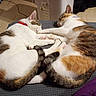 cats, felines, two_cats, sleeping, sleepy, cuddling, relaxed, calico, tabby, white_fur, colored_fur, red_collar, paws, tails, pet, indoor, cushion, blanket, cozy, animal_portrait
