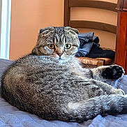 Lilou participe au concours pour gagner de l'argent avec cette photo : cat, scottish_fold, folded_ears, bed, quilt, fur, pet, indoor, resting, curious_eyes, brown, gray, striped, whiskers, animal, feline, cozy, domestic, relaxed, chair