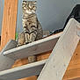 cat, scottish_fold, folded_ears, pet, indoor, wooden_ladder, loft, stairs, curious, feline, animal, domestic_cat, sitting, looking_away, wood, home_interior, cozy, furniture, ears, whiskers