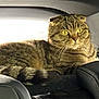 Lilou participe au concours pour gagner de l'argent avec cette photo : cat, tabby, car_interior, seat, seatbelt, animal, pet, fur, whiskers, ears, yellow_eyes, backseat, window, resting, feline, striped, domestic_cat, indoor, curious, relaxed