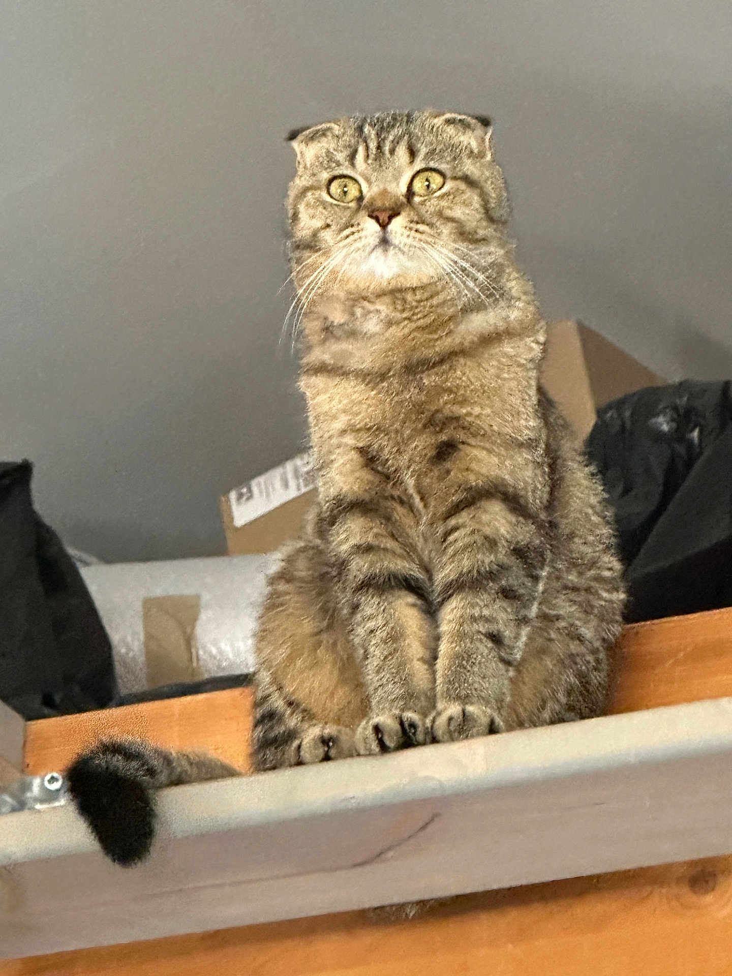 Lilou a rejoint le concours — aidez-le/la à gagner de superbes lots ! cat, tabby_cat, pet, animal, feline, indoor, sitting, fur, whiskers, ears, tail, curious, shelf, box, clutter, brown, gray, eyes, paws, domestic_animal