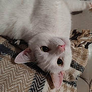 Floki a rejoint le concours — aidez-le/la à gagner de superbes lots ! white_cat, cat, feline, pet, close_up, portrait, blanket, fabric, couch, indoor, whiskers, ears, eyes, pink_nose, fur, cozy, lying_down, looking_at_camera, domestic_animal, cute