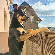 Oxmo a rejoint le concours — aidez-le/la à gagner de superbes lots ! dog, balcony, sunlight, building, sky, clouds, railing, outdoor, pet, animal, black, tan, ears, window, house, daytime, fence, portrait, looking, standing