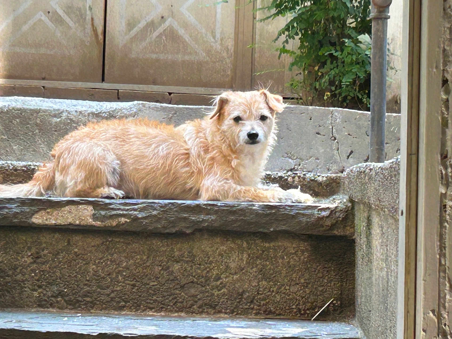Benny is registered to the contest to win money with this photo: animal, brown_fur, calm, canine, daylight, dog, ears, greenery, nature, outdoor, paw, pet, quiet, relaxed, resting, scruffy, snout, stone_step, stone_wall, watching