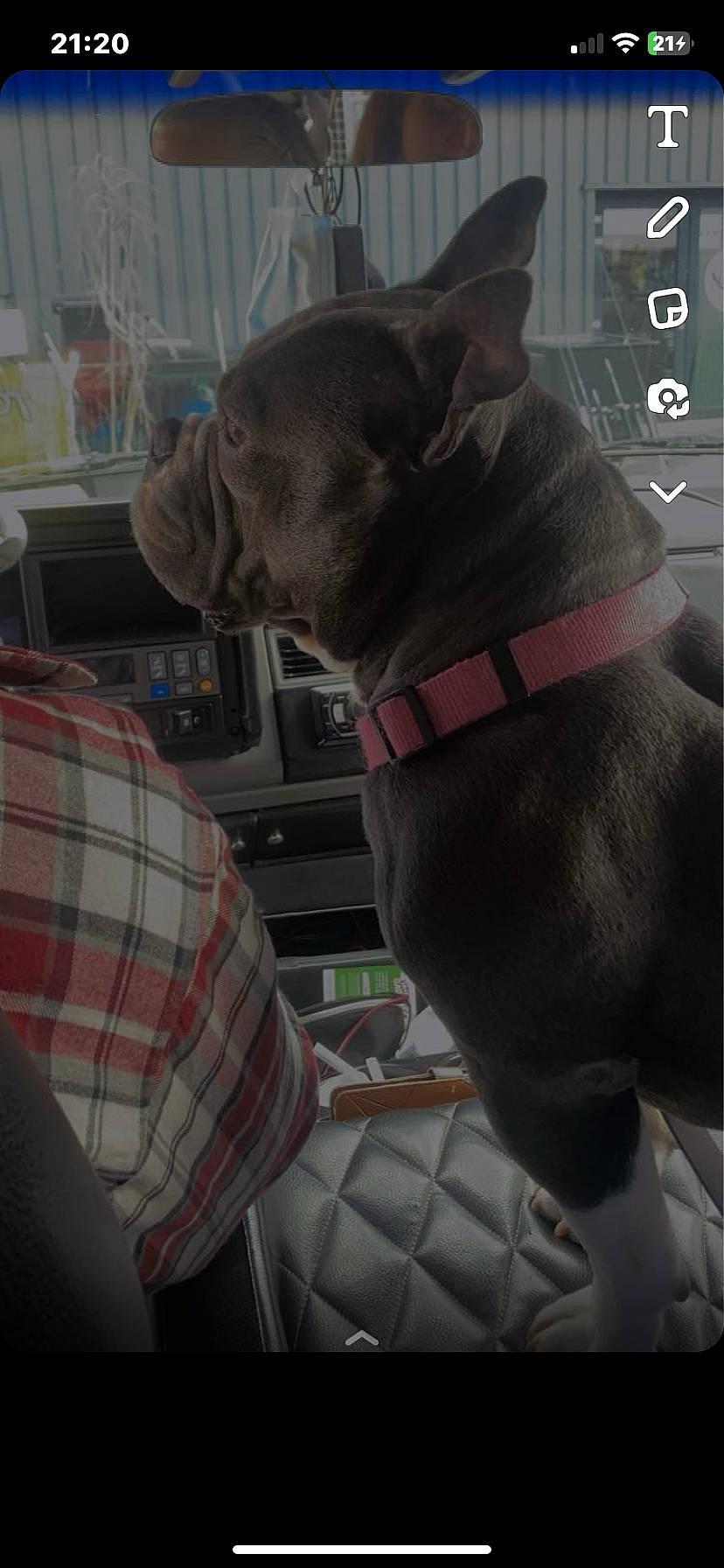 Booba a rejoint le concours — aidez-le/la à gagner de superbes lots ! canidae, car_seat, car_seat_cover, carnivore, collar, companion_dog, dog, dog_breed, dog_collar, dog_supply, fawn, leash, liver, pattern, pet_supply, plaid, snout, sporting_group, tartan, working_animal