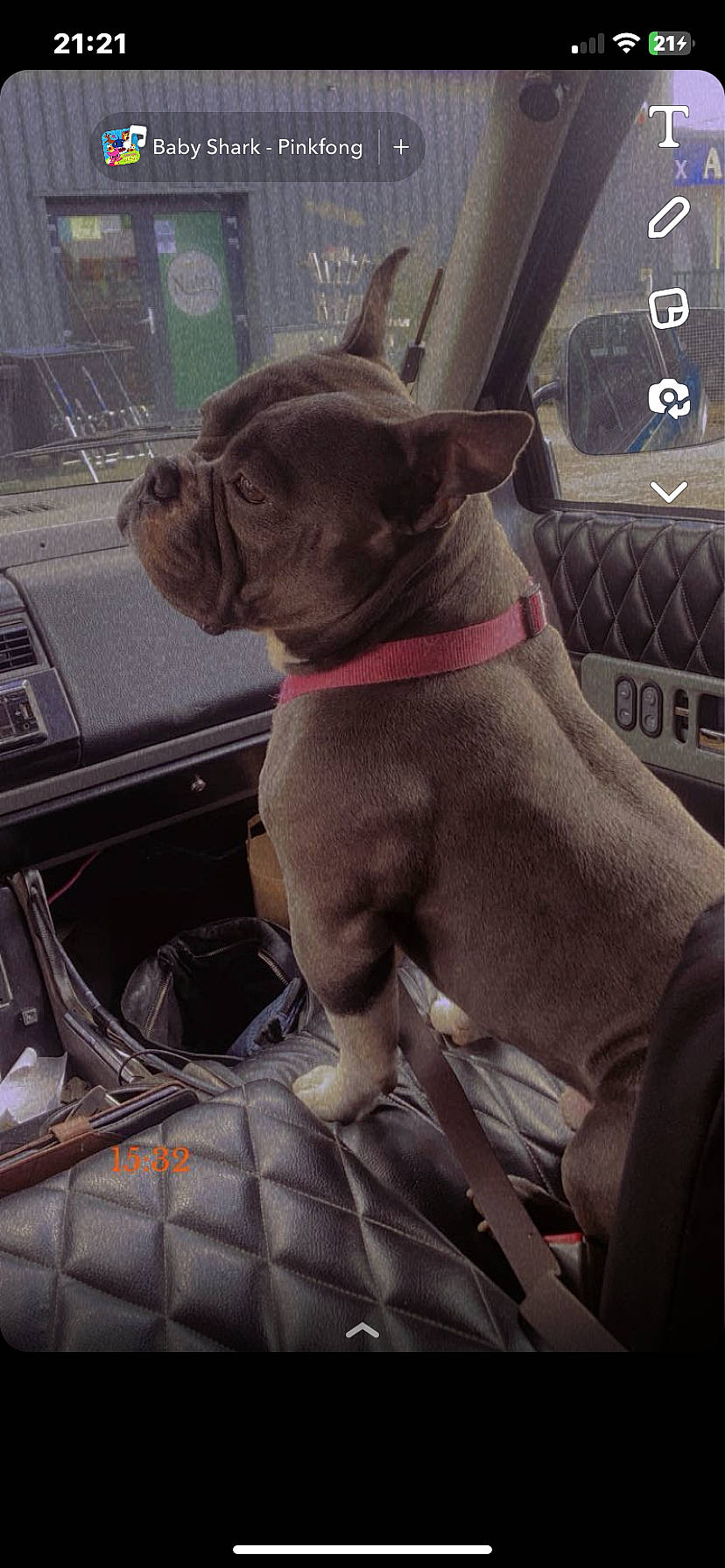 Booba a rejoint le concours — aidez-le/la à gagner de superbes lots ! automotive_exterior, automotive_tire, bulldog, car, carnivore, collar, companion_dog, dog, dog_breed, dog_collar, fawn, fender, hood, liver, motor_vehicle, snout, vehicle, vehicle_door, window, working_animal