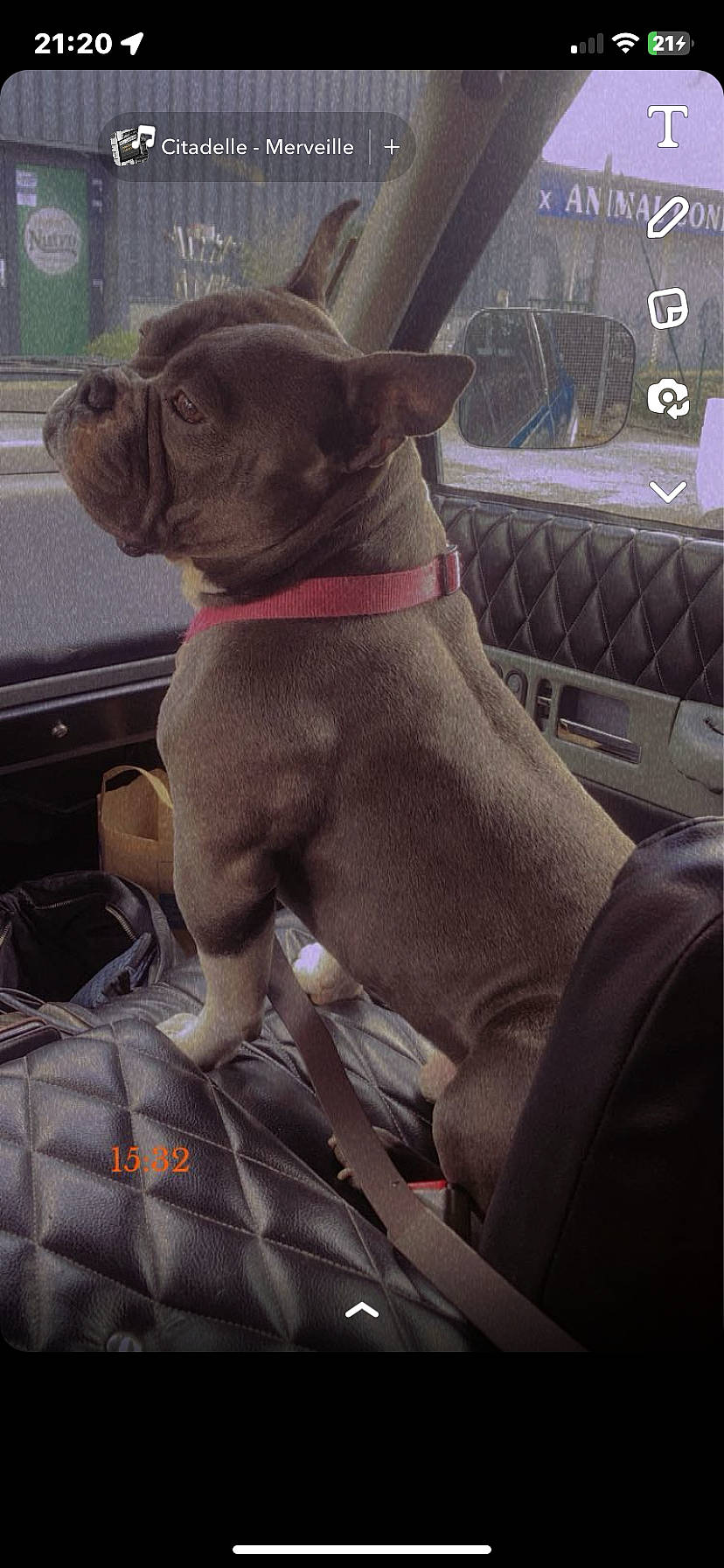 Booba participe au concours pour gagner de l'argent avec cette photo : car, car_seat_cover, carnivore, collar, companion_dog, dog, dog_breed, dog_collar, fawn, grey, hood, leash, liver, motor_vehicle, pug, snout, sporting_group, vehicle, vehicle_door, working_animal