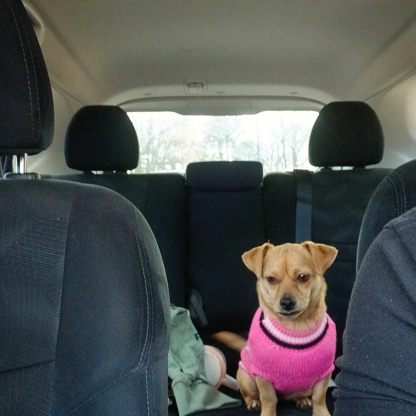 Nugget joined the competition — help win amazing prizes! animal, backseat, black_seat, car_interior, casual, clothing, daylight, dog, ears, fur, headrest, indoor, person_partial, pet, pink_sweater, seat, small_dog, tail, transportation, window