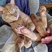 Cooper joined the competition — help win amazing prizes! cat, pet, sleeping, paw, pink_paw, lap, blanket, hand, cozy, feline, relaxed, indoor, fur, cute, resting, comfort, animal, domestic, mammal, closeup