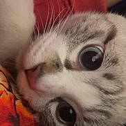 Franklin joined the competition — help win amazing prizes! cat, close_up, curious, whiskers, fur, eyes, pet, animal, indoor, red_fabric, colorful_cloth, snuggling, cute, portrait, tabby, face, muzzle, soft, feline
