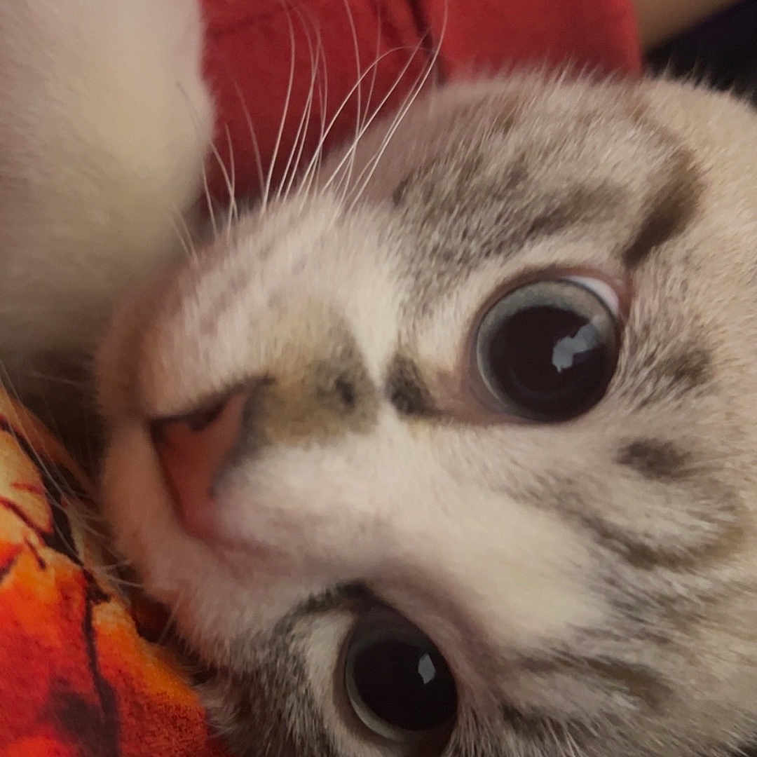 Franklin