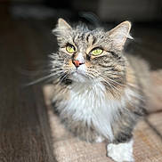 Luna is registered to the contest to win money with this photo: cat, tabby, fluffy, green_eyes, pet, animal, indoor, sunlight, wooden_floor, fur, whiskers, closeup, portrait, cute, domestic_cat, mammal, relaxed, resting, paw, focused