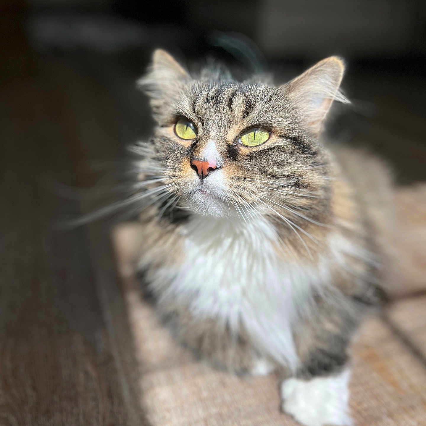 Luna is registered to the contest to win money with this photo: animal, cat, closeup, cute, domestic_cat, fluffy, focused, fur, green_eyes, indoor, mammal, paw, pet, portrait, relaxed, resting, sunlight, tabby, whiskers, wooden_floor