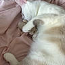 cat, sleeping, plush_toy, blanket, bed, cozy, fur, pet, indoor, cute, resting, animal, pink, soft, relaxed, whiskers, paw, close_up, domestic_cat, comfort