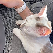 Dobbynou a rejoint le concours — aidez-le/la à gagner de superbes lots ! cat, animal, white_cat, gray_cat, pet, feline, resting, cushion, chair, wicker_furniture, arm, watch, relaxation, indoor, closeup, paw, whiskers, ear, light, shadow