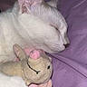 cat, white_cat, sleeping, stuffed_toy, mouse_toy, purple_blanket, pet, animal, cute, cozy, whiskers, paw, fur, indoor, rest, nap, domestic_cat, closeup, soft_toy, relaxation