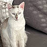 cat, white_cat, blue_eyes, sitting, indoor, couch, gray_couch, soft_light, shadow_pattern, pet, feline, animal, whiskers, ears, portrait, domestic_cat, fur, relaxed, household, cute