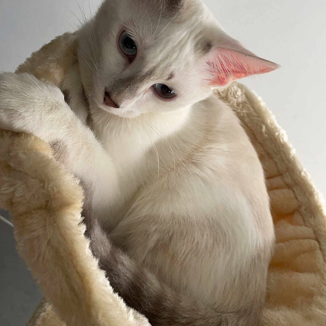 Dobbynou