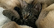 Microbe a rejoint le concours — aidez-le/la à gagner de superbes lots ! cat, kitten, tabby, blanket, cozy, fur, paws, resting, indoor, cute, sleepy, soft, comfort, pet, animal, feline, cuddly, warm, relaxing, snuggled