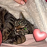 Microbe a rejoint le concours — aidez-le/la à gagner de superbes lots ! cat, tabby, green_eyes, hand, blanket, cozy, snuggling, indoor, soft, pink, heart_emoji, petting, fur, animal, cute, relaxed, comfort, warm, resting, closeup