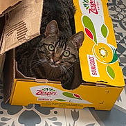 Microbe participe au concours pour gagner de l'argent avec cette photo : cat, tabby_cat, cardboard_box, yellow_box, kiwifruit_box, indoor, curious, green_eyes, patterned_floor, tile_floor, pet, animal, feline, whiskers, ears, looking_up, cozy, hiding, domestic_cat, playful