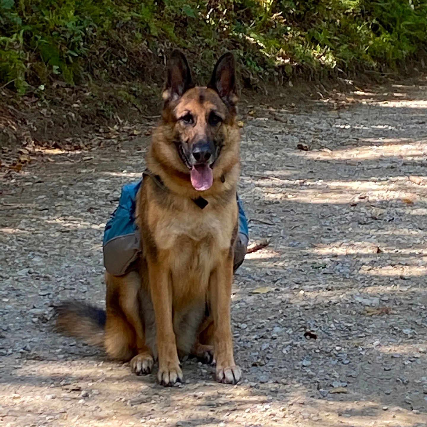 Riley King joined the competition — help win amazing prizes! animal, canine, dog, germanshepherd, grass, grove, land, nature, outdoors, path, person, pet, plant, policedog, puppy, rock, soil, tree, vegetation, woodland