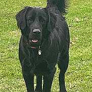 Rip joined the competition — help win amazing prizes! dog, black_dog, grass, outdoor, pet, canine, tail, collar, animal, mammal, park, nature, walking, friendly, cute, fur, alert, playful, daylight, standing