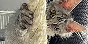 Zia a rejoint le concours — aidez-le/la à gagner de superbes lots ! animal, cat, cat_tree, claws, closeup, curious, cute, ears, eyes, furry, gray_fur, indoor, kitten, paws, pet, playful, rope, texture, whiskers, young