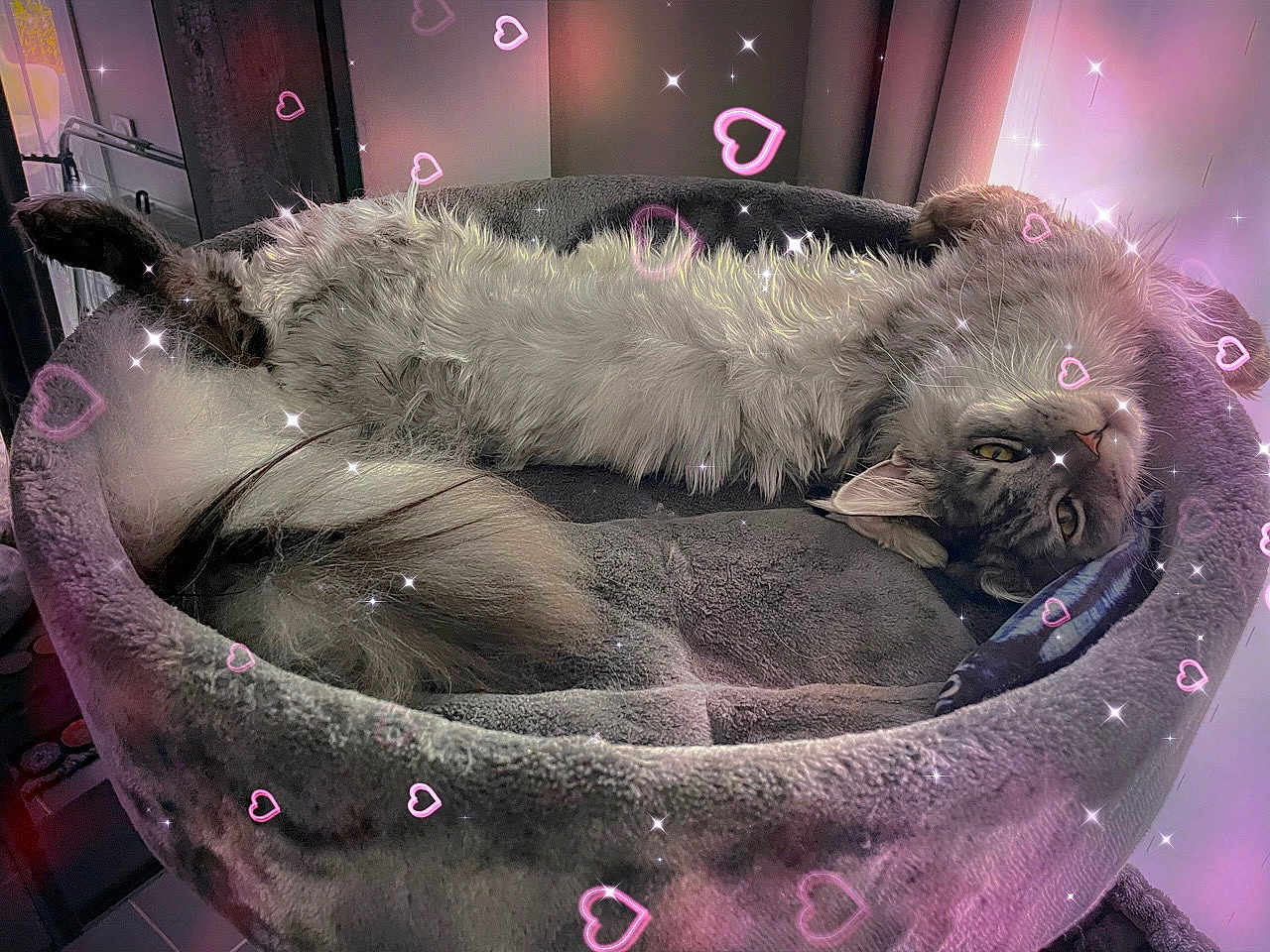 Zia a rejoint le concours — aidez-le/la à gagner de superbes lots ! cat, fluffy, upside_down, cat_bed, cozy, relaxed, sparkles, pink_hearts, indoors, pet, fur, cute, animal, resting, soft, tail, whiskers, ears, eyes, comfort