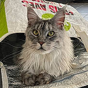 Zia a rejoint le concours — aidez-le/la à gagner de superbes lots ! animal, bag, cat, close_up, curious, domestic_cat, ears, feline, floor, fluffy, gray_cat, indoor, paws, pet, portrait, reflective, relaxed, resting, whiskers, yellow_eyes