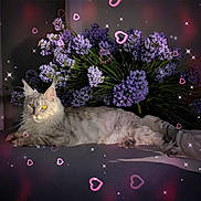 Zia a rejoint le concours — aidez-le/la à gagner de superbes lots ! animal, cat, closeup, cute, decor, ears, feline, flower_bouquet, fluffy_tail, heart_effect, indoor, lounging, pet, portrait, purple_flowers, relaxed, silver_cat, soft_light, sparkle_effect, whiskers
