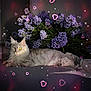 Zia a rejoint le concours — aidez-le/la à gagner de superbes lots ! animal, cat, closeup, cute, decor, ears, feline, flower_bouquet, fluffy_tail, heart_effect, indoor, lounging, pet, portrait, purple_flowers, relaxed, silver_cat, soft_light, sparkle_effect, whiskers