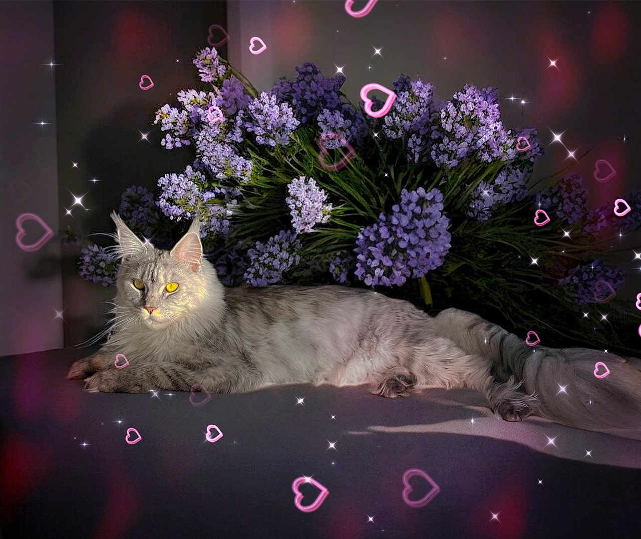 Zia a rejoint le concours — aidez-le/la à gagner de superbes lots ! animal, cat, closeup, cute, decor, ears, feline, flower_bouquet, fluffy_tail, heart_effect, indoor, lounging, pet, portrait, purple_flowers, relaxed, silver_cat, soft_light, sparkle_effect, whiskers