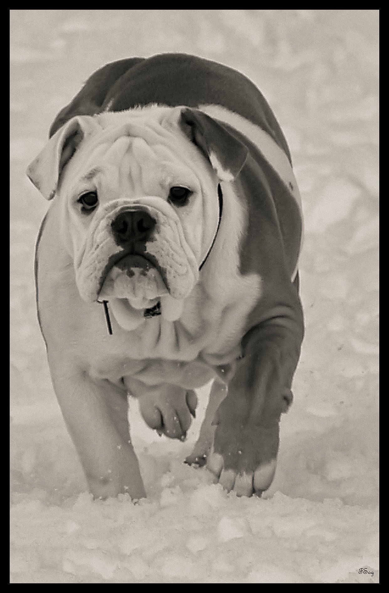 Enza a rejoint le concours — aidez-le/la à gagner de superbes lots ! bulldog, dog, snow, animal, pet, walking, outdoor, winter, monochrome, portrait, fur, paw, face, canine, mammal, closeup, cold, nature, expression, walking_dog