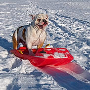 Enza a rejoint le concours — aidez-le/la à gagner de superbes lots ! bulldog, dog, sled, snow, winter, outdoor, animal, pet, playful, rope, red, white, cold, fun, daylight, nature, mammal, canine, standing, snowy