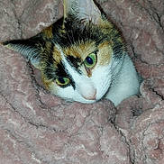 Tornade participe au concours pour gagner de l'argent avec cette photo : abyssinian, animal, blanket, cat, furniture, kitten, manx, person, pet, quilt, sleeping, towel