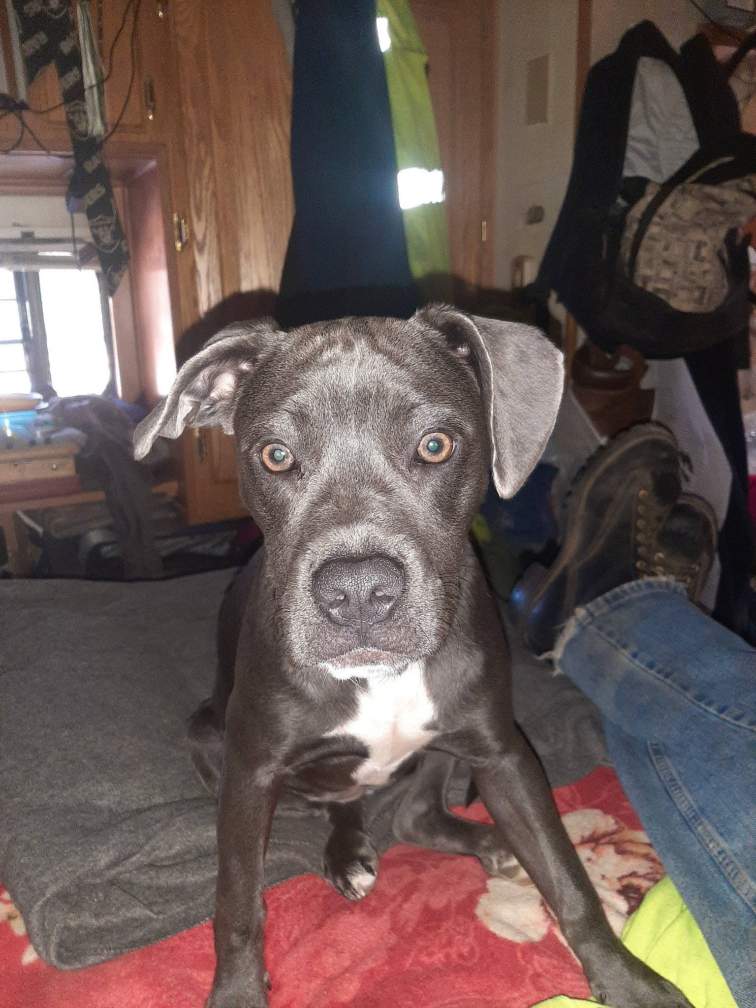 Blue Bell is registered to the contest to win money with this photo: borador, canidae, carnivore, chair, companion_dog, dog, dog_breed, fawn, fur, guard_dog, non_sporting_group, snout, sporting_group, terrestrial_animal, whiskers, window, working_animal