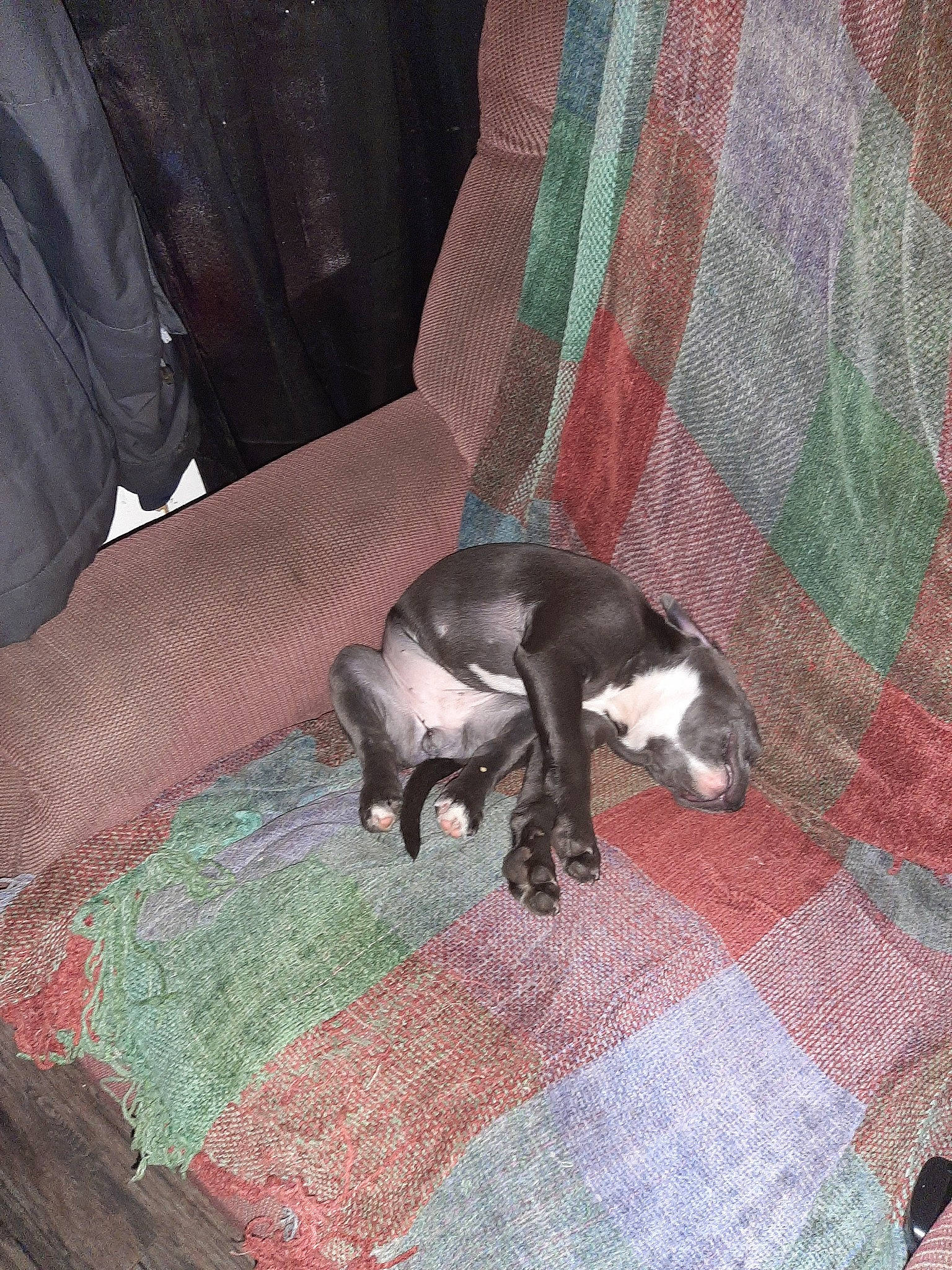 Blue Bell is registered to the contest to win money with this photo: canidae, carnivore, comfort, companion_dog, dog, dog_breed, flooring, fur, hardwood, linens, liver, non_sporting_group, pattern, plaid, sleeve, sporting_group, tail, tartan, working_animal, woven_fabric