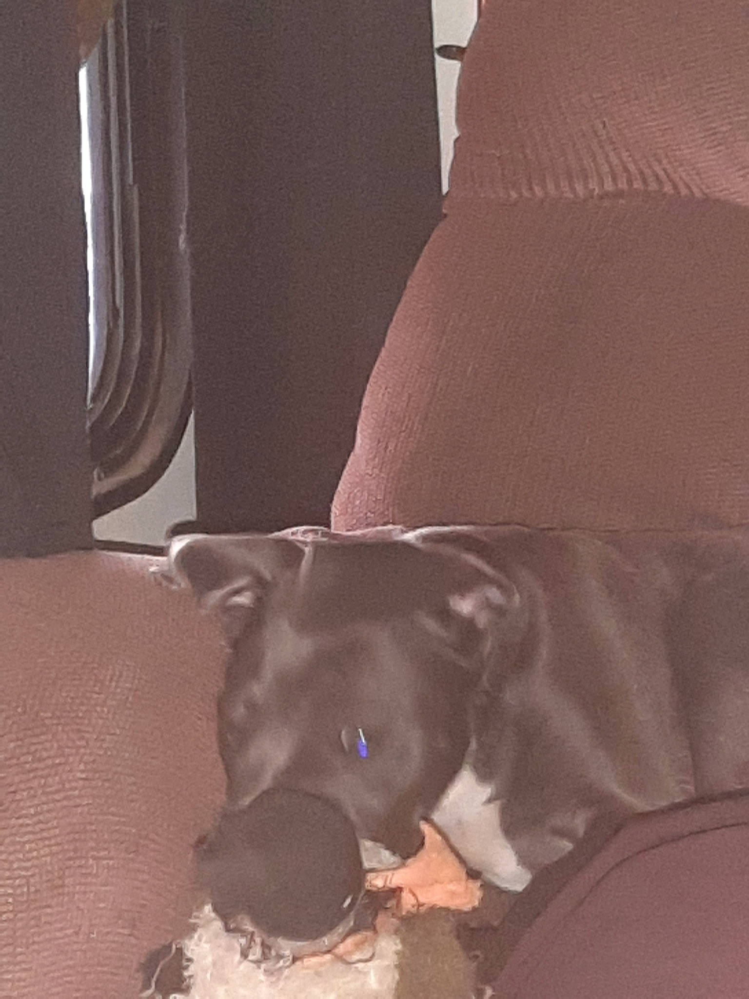 Blue Bell is registered to the contest to win money with this photo: brown, carnivore, comfort, companion_dog, curtain, dog, dog_breed, fawn, flooring, hardwood, human_leg, linens, liver, sporting_group, tints_and_shades, toy_dog, whiskers, window, wood, working_animal