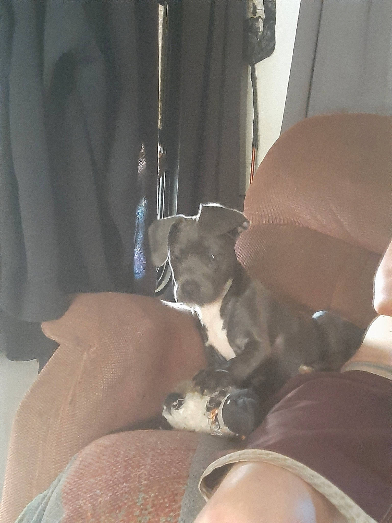 Blue Bell joined the competition — help win amazing prizes! auto_part, car_seat, car_seat_cover, carnivore, comfort, companion_dog, couch, curtain, dog, dog_breed, family_car, fawn, head_restraint, human_leg, linens, sitting, thigh, vehicle, vehicle_door, window