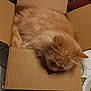 cat, orange_cat, fluffy, cardboard_box, sleeping, tablecloth, indoor, pet, feline, cozy, relaxed, cute, animal, domestic_cat, whiskers, ears, fur, resting, small_box, household
