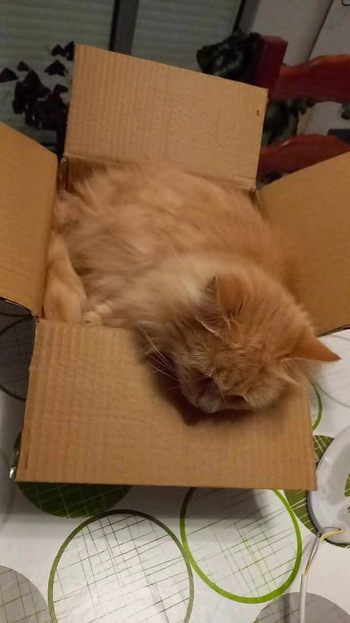 Chouchou a rejoint le concours — aidez-le/la à gagner de superbes lots ! cat, orange_cat, fluffy, cardboard_box, sleeping, tablecloth, indoor, pet, feline, cozy, relaxed, cute, animal, domestic_cat, whiskers, ears, fur, resting, small_box, household