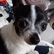Princesse a rejoint le concours — aidez-le/la à gagner de superbes lots ! dog, chihuahua, close_up, black_and_white, pet, indoor, animal, cute, small_dog, fur, face, nose, ears, whiskers, eyes, domestic_animal, curious, portrait, companion, laying_down