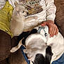 Maverick joined the competition — help win amazing prizes! puppy, dog, person, sweatshirt, couch, lap, hand, black_and_white, cream_colored, pet, indoor, relaxing, snuggling, jeans, fabric, canine, cute, sleeping, cozy, home