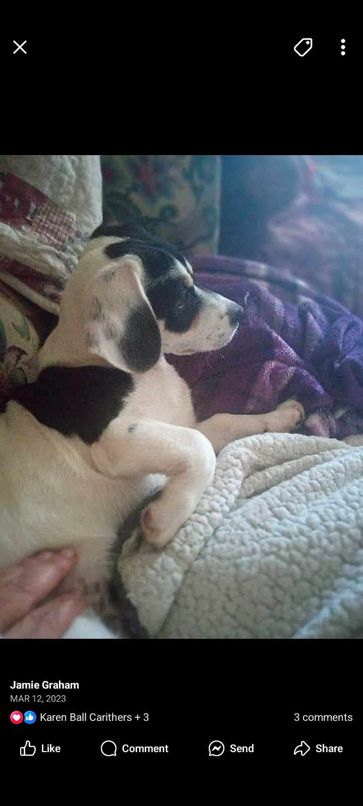 Maverick is registered to the contest to win money with this photo: puppy, dog, black_and_white, blanket, purple_blanket, couch, indoor, pet, resting, side_view, fur, cute, young_dog, animal, domestic_animal, comfort, relaxing, hand, soft_texture, cozy