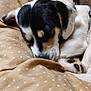 Maverick is registered to the contest to win money with this photo: dog, sleeping, blanket, cozy, fur, paw, resting, indoor, pet, cute, calm, closeup, white, black, tan, animal, relaxation, comfort, soft, home