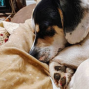 Maverick is registered to the contest to win money with this photo: dog, sleeping, paw, tail, blanket, beige, indoor, resting, closeup, fur, napping, pet, cozy, home, comfort, animal, cute, relaxing, tricolor, canine