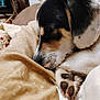 dog, sleeping, paw, tail, blanket, beige, indoor, resting, closeup, fur, napping, pet, cozy, home, comfort, animal, cute, relaxing, tricolor, canine